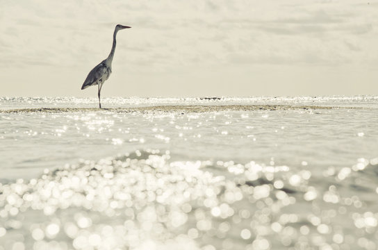 Great egret (ardea alba) aka great white/grey heron in Maldives