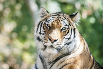 Fototapeta premium Tigre