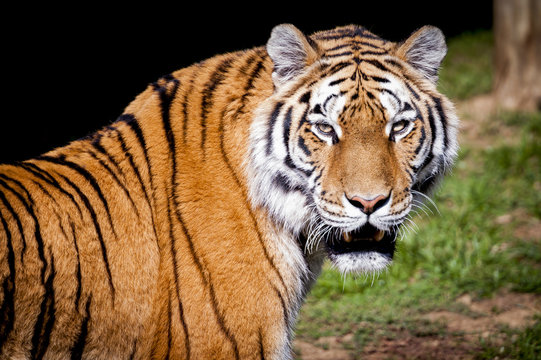 Tigre