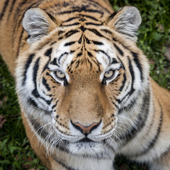 Fototapeta na wymiar Portrait de tigre