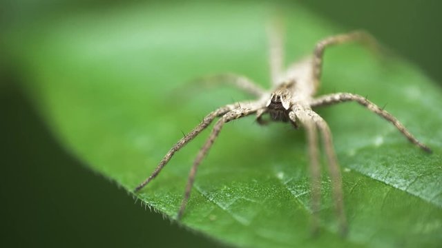 Nursery Web Spider Sitting On Green Leaf In Garden