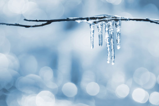 Brilliant icicles on the branches of  tree in the sunlight