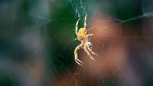 European Cross Spider (Araneus Diadematus) On Web Eating Prey