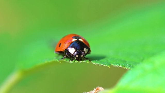 Red Ladybug Insect On Green Leaf Macro
