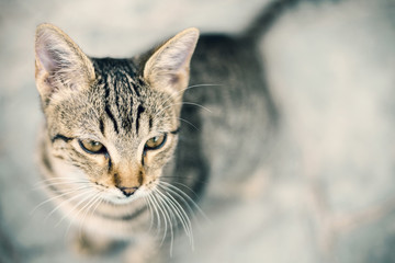 Obraz premium small prety cat looking up