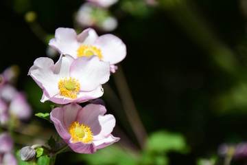 Wildrosenblüten 