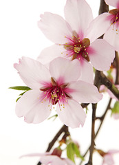 rama de almendro en flor aislada