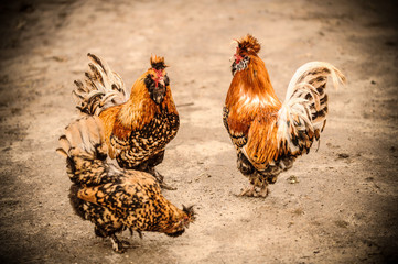 Two cocks and a hen of the Pavlovskaya breed. Hens of this breed bring a lot of eggs, and cocks have tasty meat. The concept of healthy eating.
