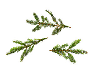 set of Christmas green fir tree branches on white isolated background