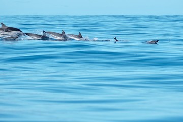 Striped dolphins in the Atlantic Ocean.