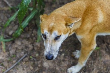 Poor homeless dog looking at you.