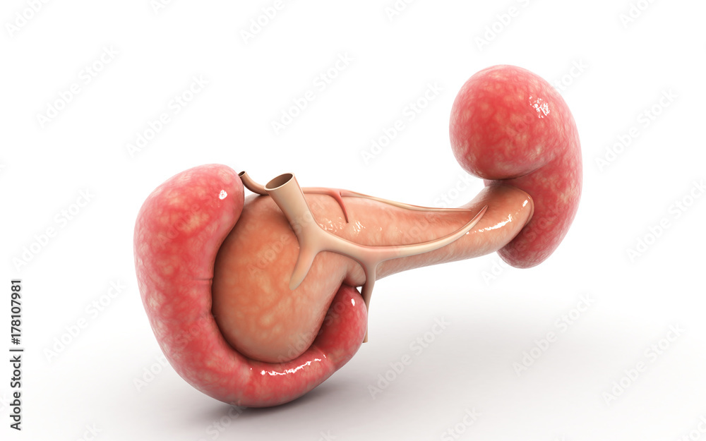 Wall mural 3d rendered Digital illustration of pancreas and spleen in white background