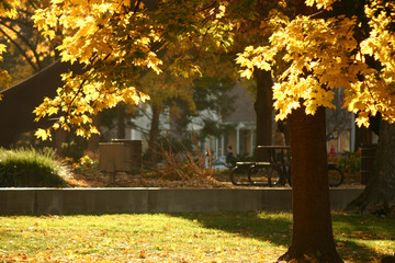 Obraz premium Colors of Fall