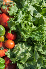 seleccion de vegetales de huerta con luz natural