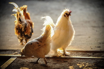 Young roosters and hens decorative rocks.
