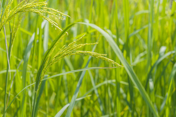 Close up of green paddy rice plant. Thailand, agriculture