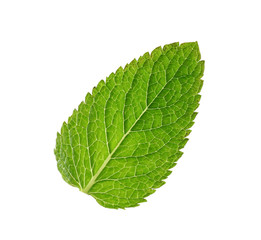 Fresh mint on white background