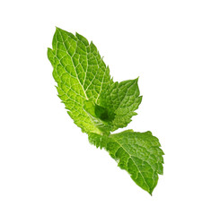 Fresh mint on white background