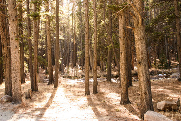 Rocky Mountain Slopes