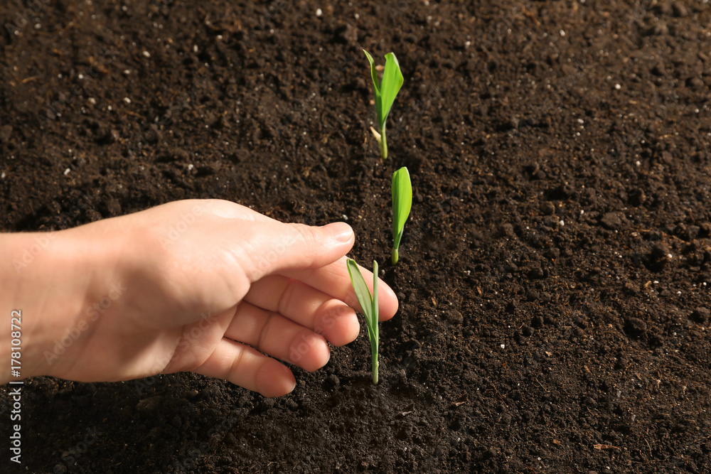 Wall mural woman touching green seedling in soil, close up