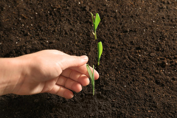 Woman touching green seedling in soil, close up