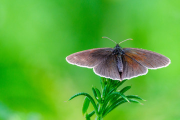 Ringlet butterfly