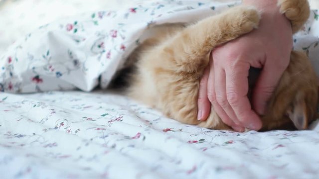 Cute ginger cat lying in bed. Men strokes fluffy pet, it starting to play and bite