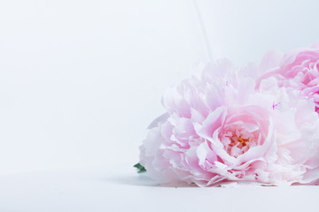 Pink floral background with fresh pink peony flowers and copy space