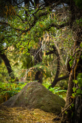 Obraz premium Greenery Background