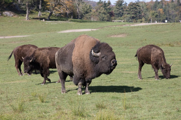 bison at omega park in montebello