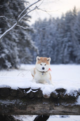 Akita inu dog