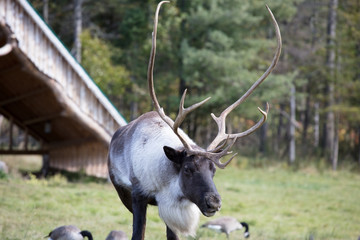 caribou at omega park in montello