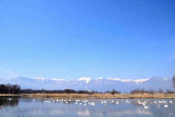 白鳥の飛来地　信州安曇野　御宝田遊水地