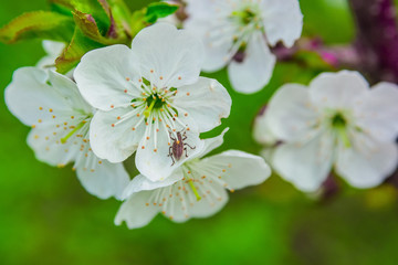 Obraz na płótnie Canvas Close up cherry blossom with blurred background