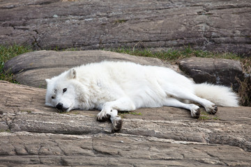 white Wolf / loup at omega park in Montebello