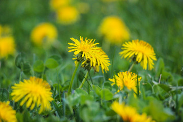 Dandelion Beauty