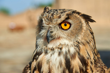Owl. Owls are birds from the order Strigiformes, which includes about 200 species of mostly...