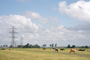 Strommast in der Landschaft mit Kühnen im Vordergrund