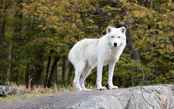 White wolf in Parc Om&eacute;ga in Montebello