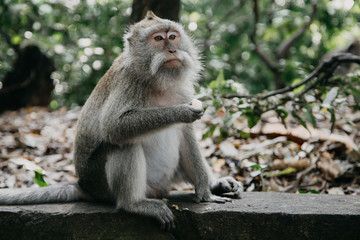 Monkeys in Ubud Sacred Monkey Forest. Bali, Indonesia