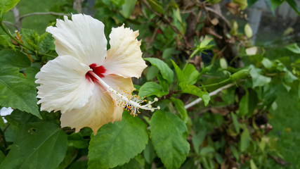 beautiful flower yellow