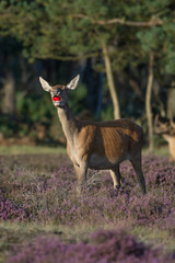 Red Deer5