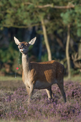Red Deer3