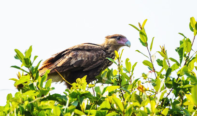 Hawk Caracara on a tree branch. Bird with brown feathers, a light pink beak with the a white tip. View of the bird known as Carcara. Photo taken in Pantanal, Brazil.