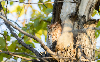 Eastern Red Morph Screech-Owl (Megascops asio) in Ash Tree
