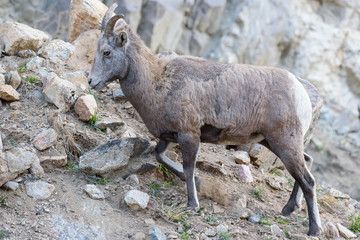 Colorado Rocky Mountain Bighorn Sheep