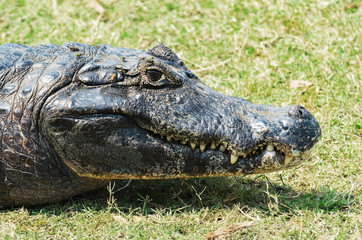 Wild alligator taking a sunbath on the grass  in Pantanal, Brazil. Close up.