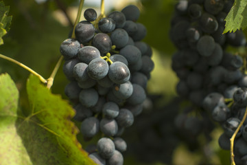 Grapes