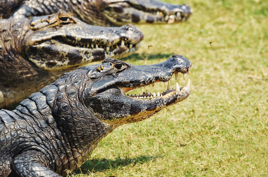 Group of wild alligator taking a sunbath on grass in Pantanal, Brazil.