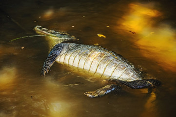 Dead alligator floating on belly up a river bank. Animal killed by some animal or hunter.